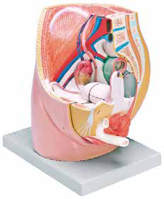 Female Pelvis 3 Parts